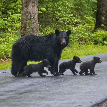Papa Bear, Hot Tub, Wifi, 1089 Free Tickets Each Paid Day, Dollywood And More Sevierville Exteriör bild